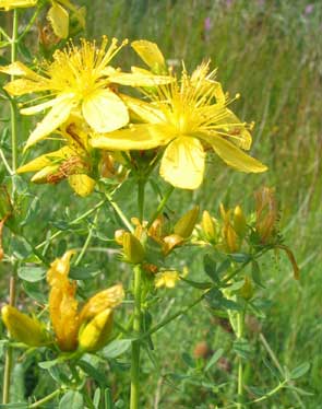  Image name: iperico3.jpg 
 width: 295 pixel 
 height: 374 pixel 
 Size: 21107 bytes 
 Click to enlarge 